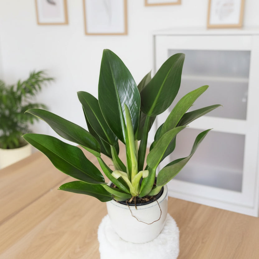 philodendron pacová Pacová (Philodendron martianum) – Verde Garden