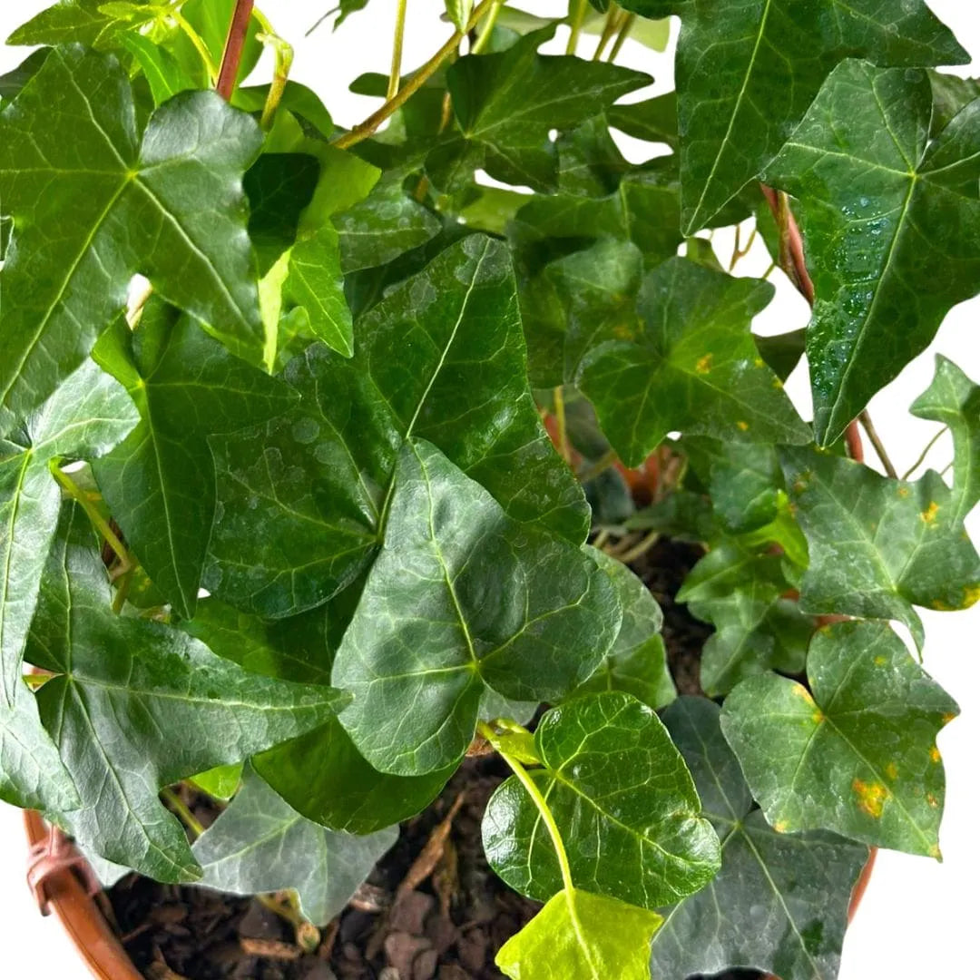 Muda Hera Pendente Trepadeira (Hedera helix)