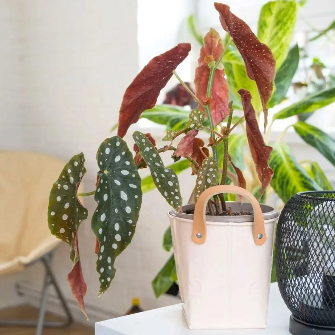 Muda Begônia Maculata