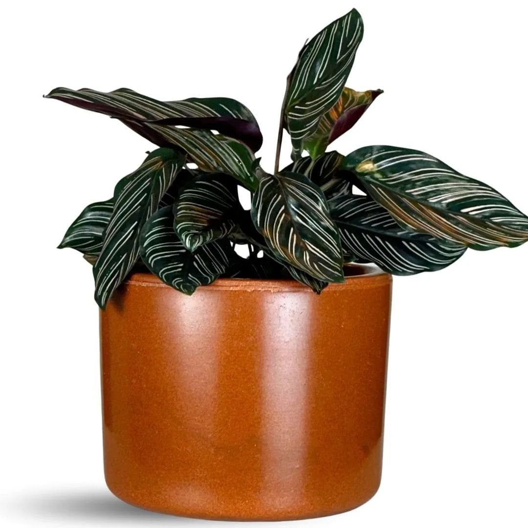 Vaso Decorativo Redondo Mini Doha 14x19cm