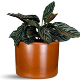 Vaso Decorativo Redondo Mini Doha 14x19cm