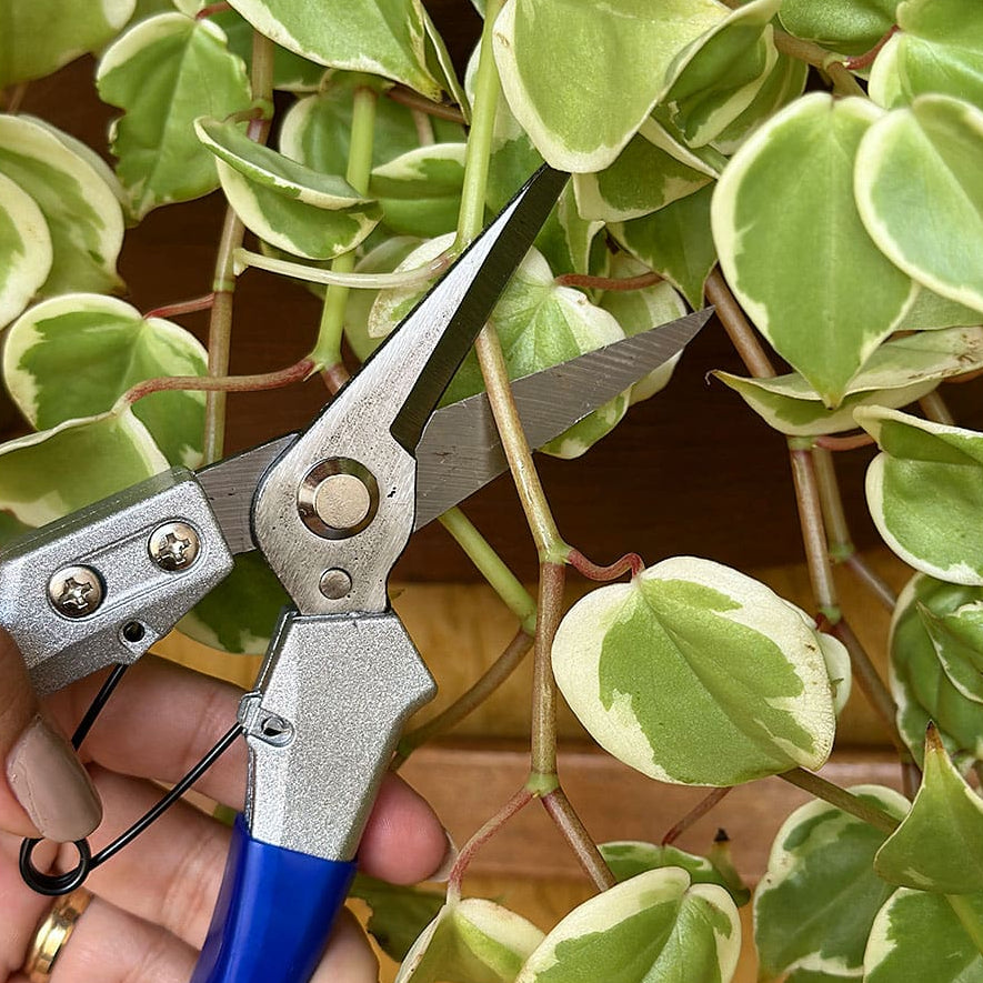 Tesoura de Poda Bico com Trava de Segurança