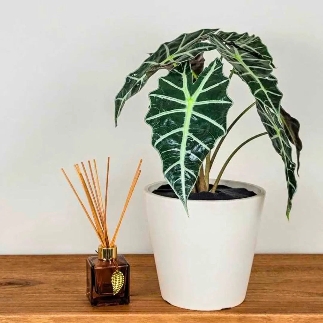 Muda Alocasia Polly (Alocasia amazonica ‘Polly’)