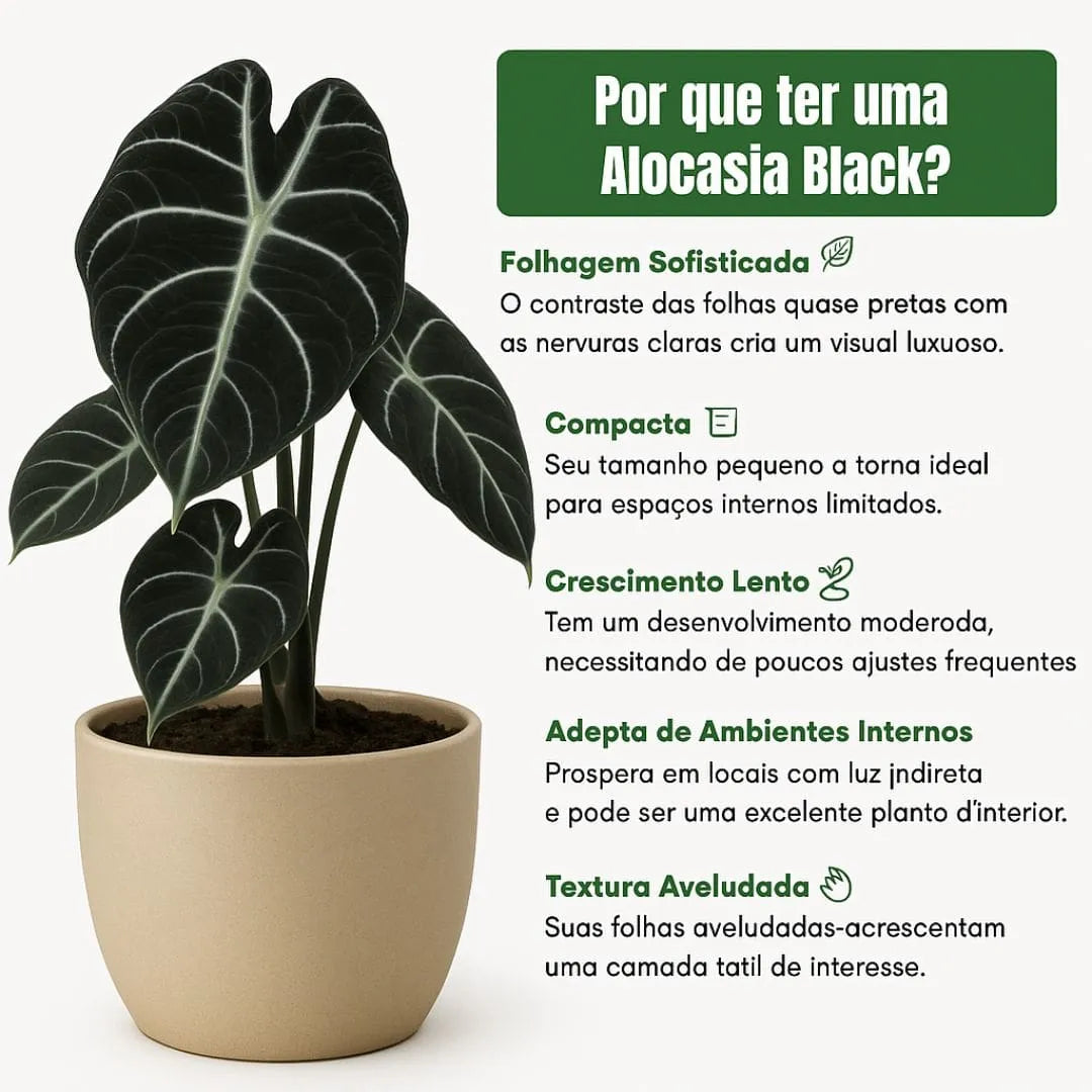 Muda Alocasia Black Velvet (Alocasia reginula)
