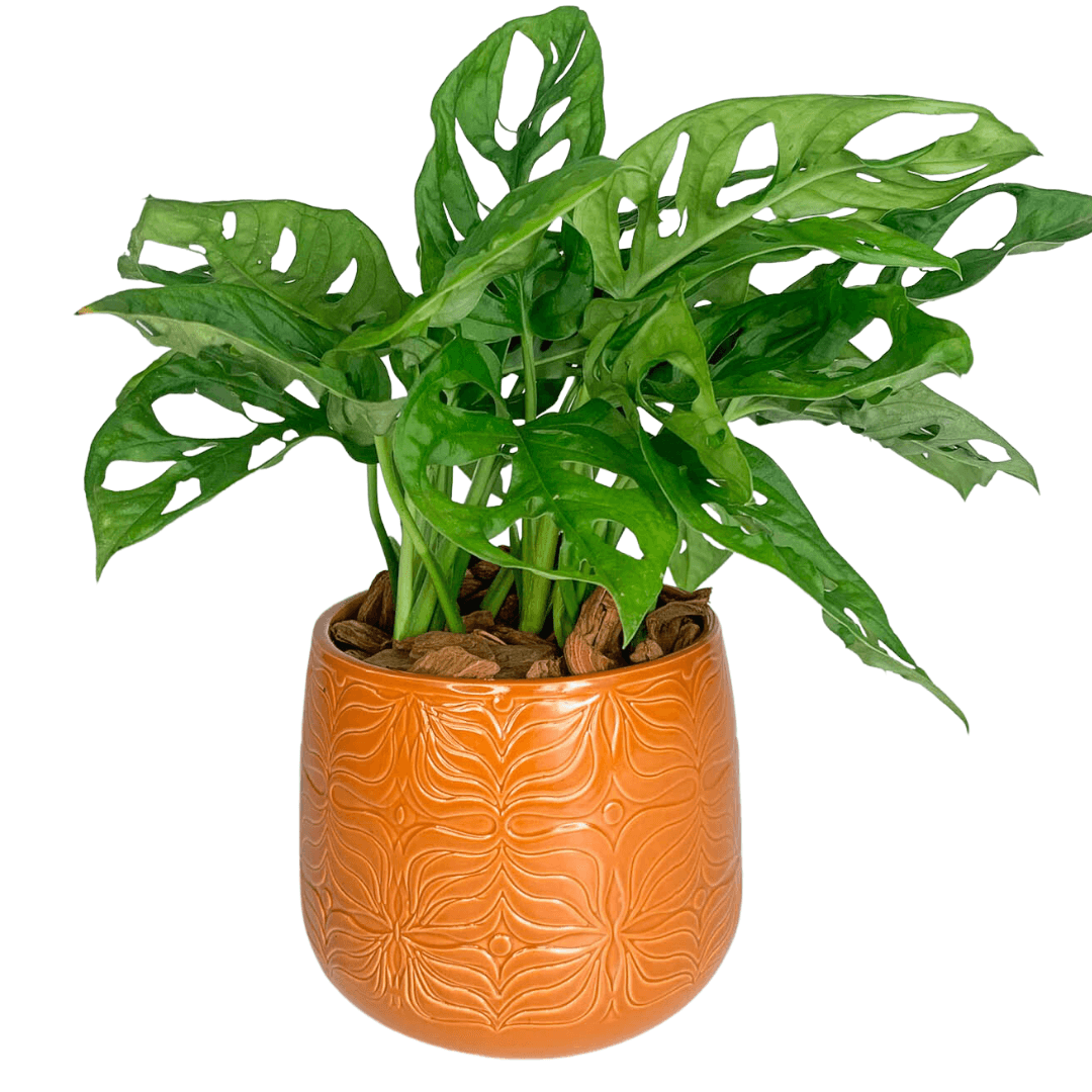 Vaso Cachepot de Porcelana - Importado da Holanda