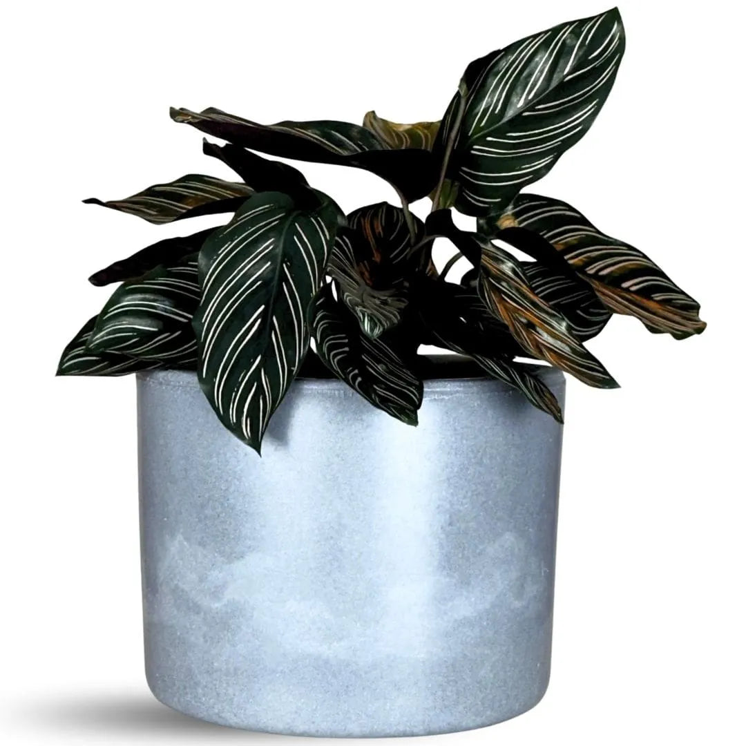 Vaso Decorativo Redondo Mini Doha 14x19cm