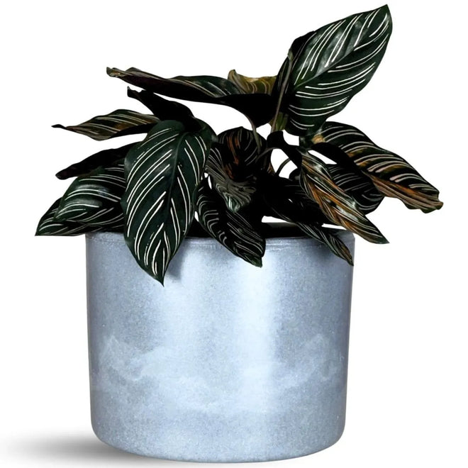 Vaso Decorativo Redondo Mini Doha 14x19cm