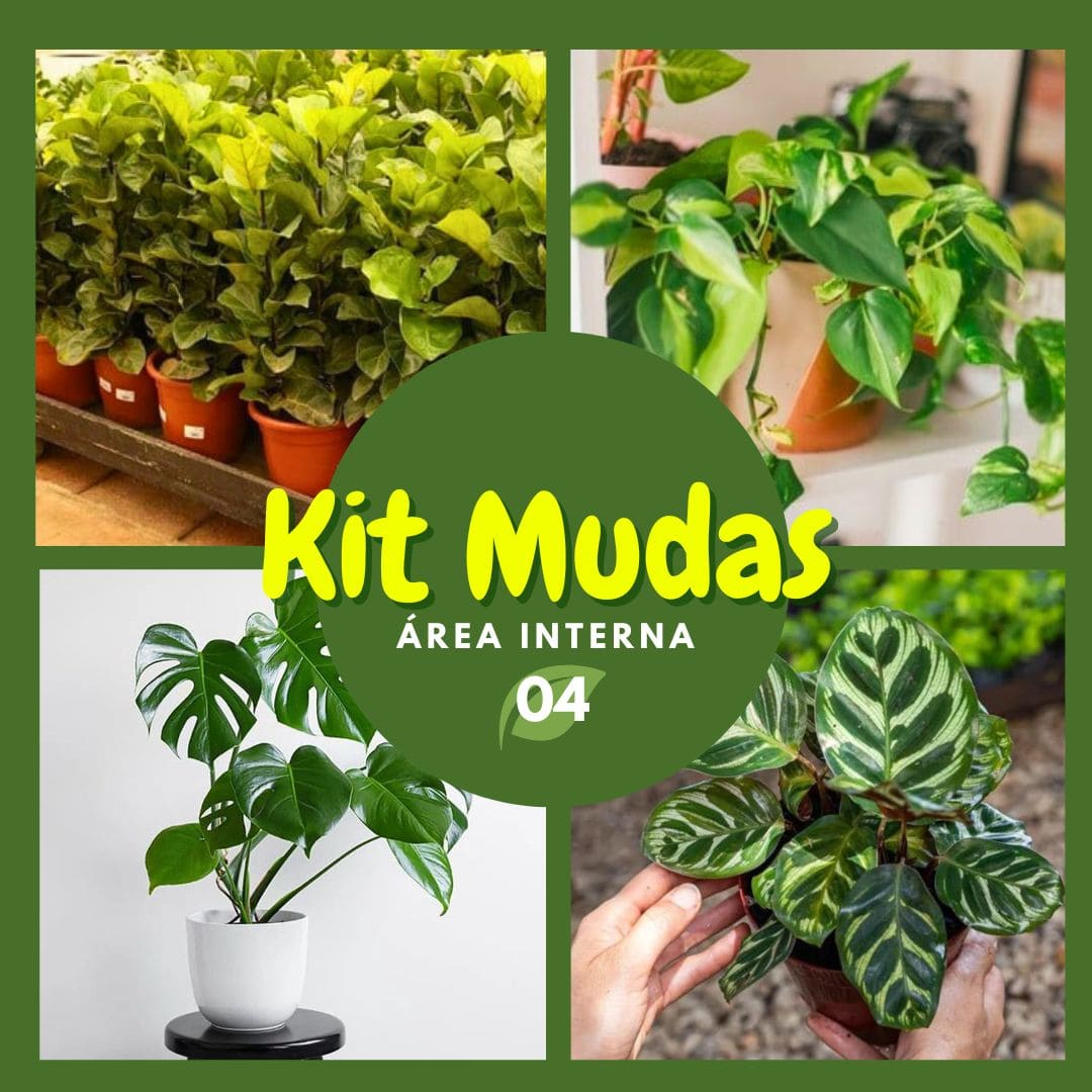 Kit de Planta Natural com 4 Mudas para Decoração Interna