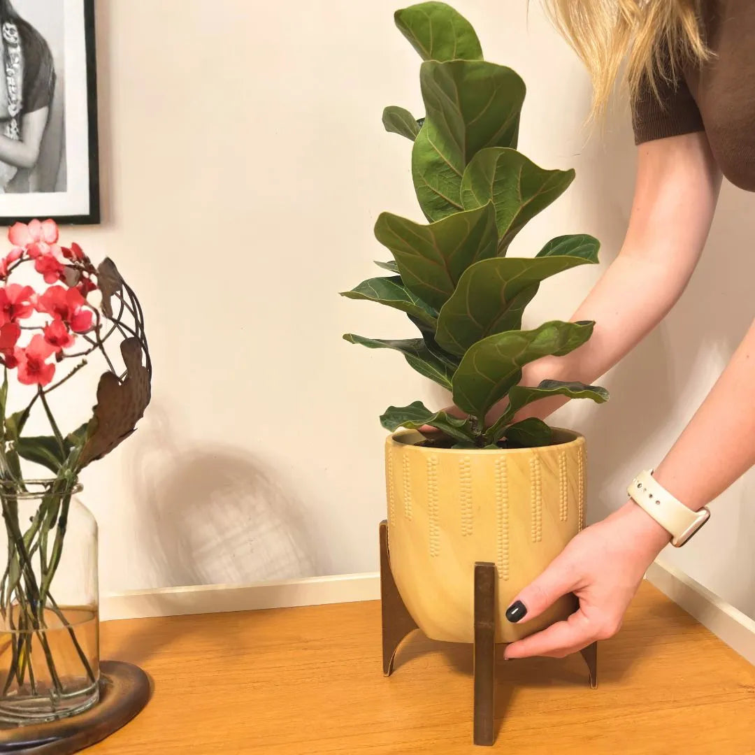 Kit 3 Vasos Genebra com Suporte de Madeira Alto