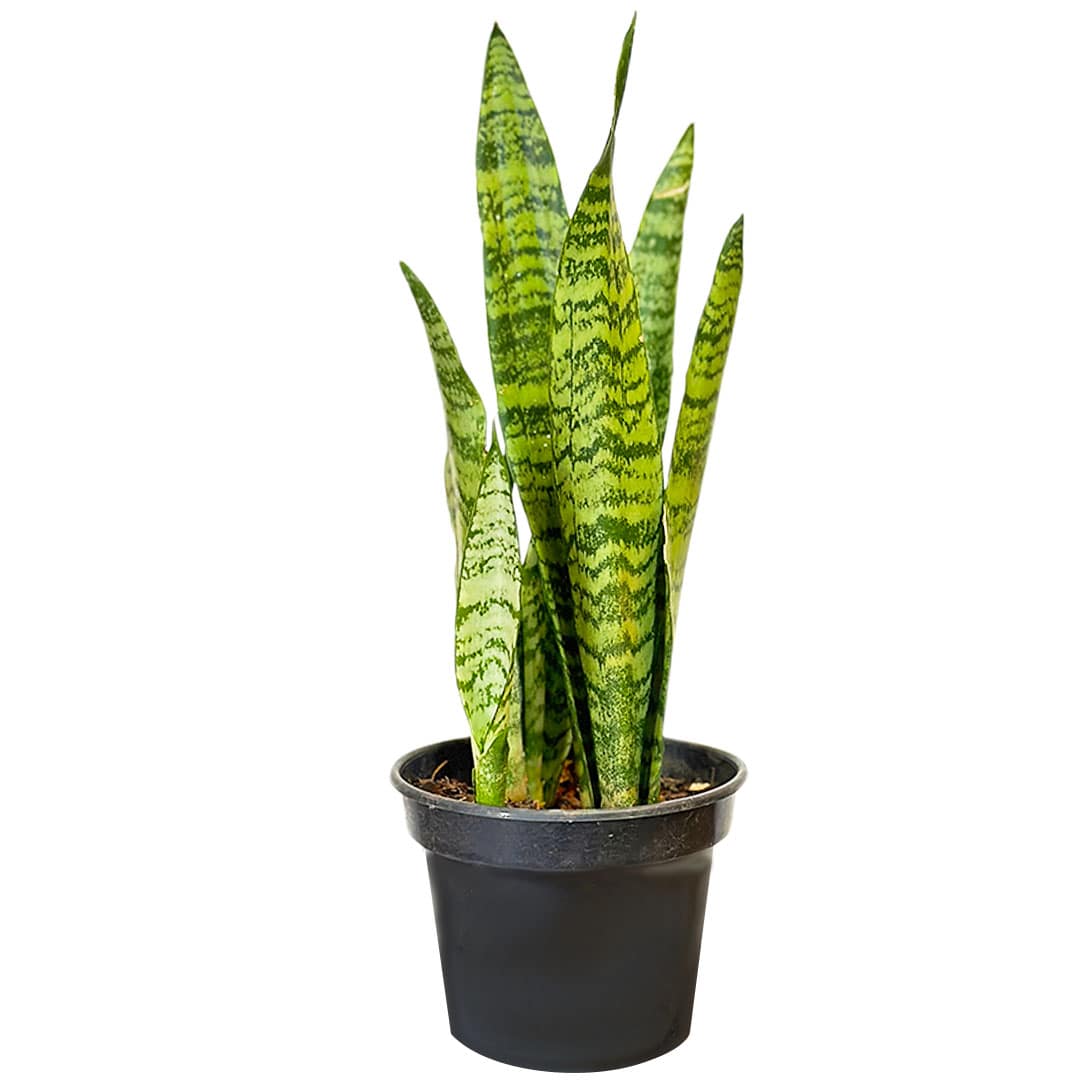 Muda Espada de São Jorge (Sansevieria trifasciata) - Pote 13
