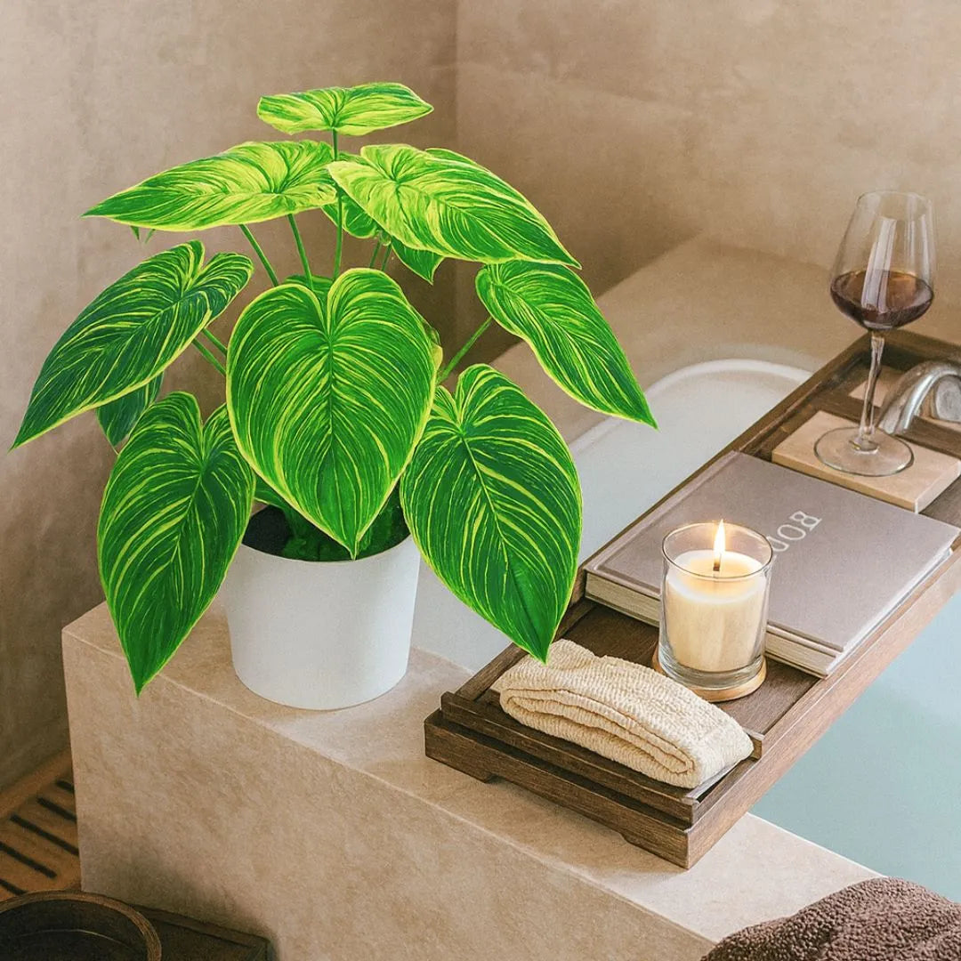 Muda de Philodendron Birkin