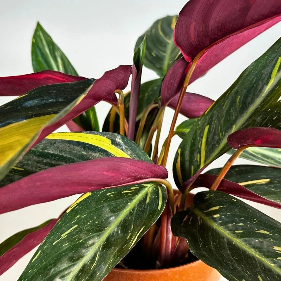 Muda Maranta Tricolor (Maranta leuconeura)