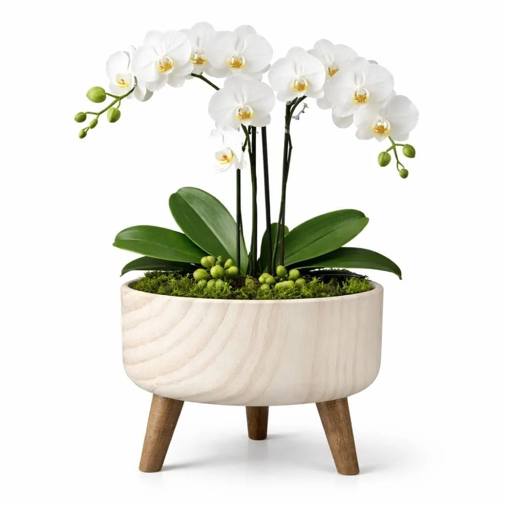 Vaso Bacia Linha Genebra com Tripé de Madeira