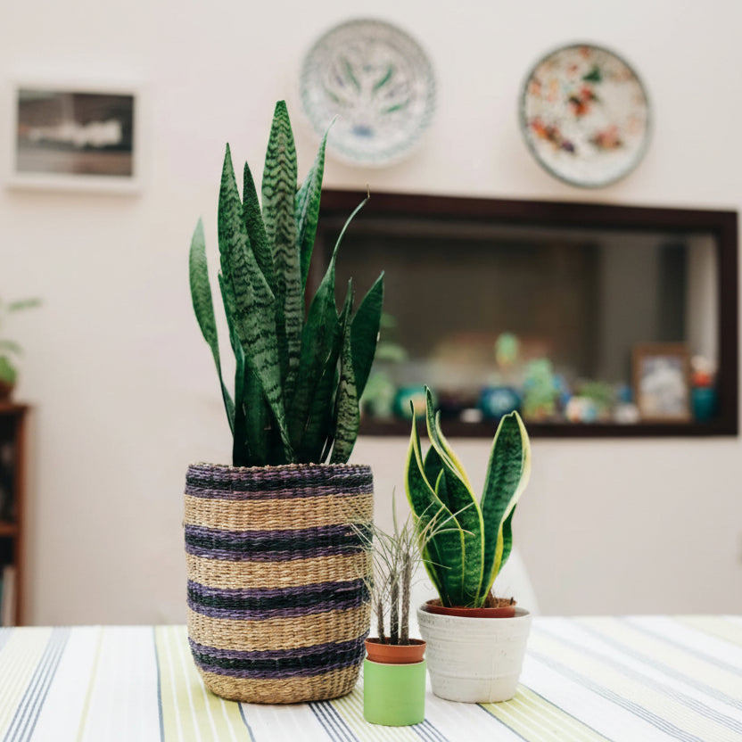 Muda Espada de São Jorge (Sansevieria trifasciata) - Pote 13