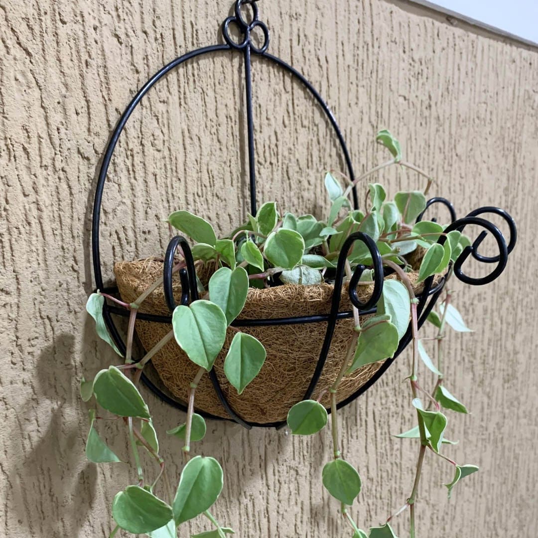 Vaso de Parede em Fibra de Coco - Meio Vaso