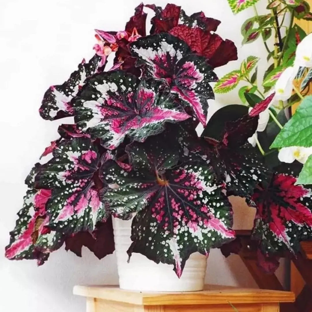 Muda Begônia Rex - Pote 12