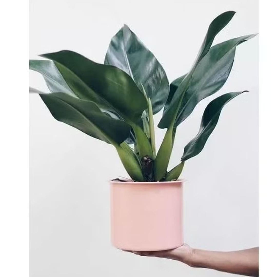 Kit de Planta Natural com 4 Mudas para Decoração Interna