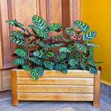 Jardineira de Madeira Ripada 40x16cm