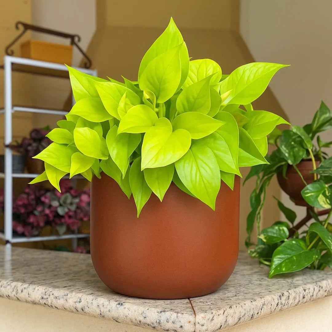 Kit 3 Vasos Polietileno Cone + Bacia