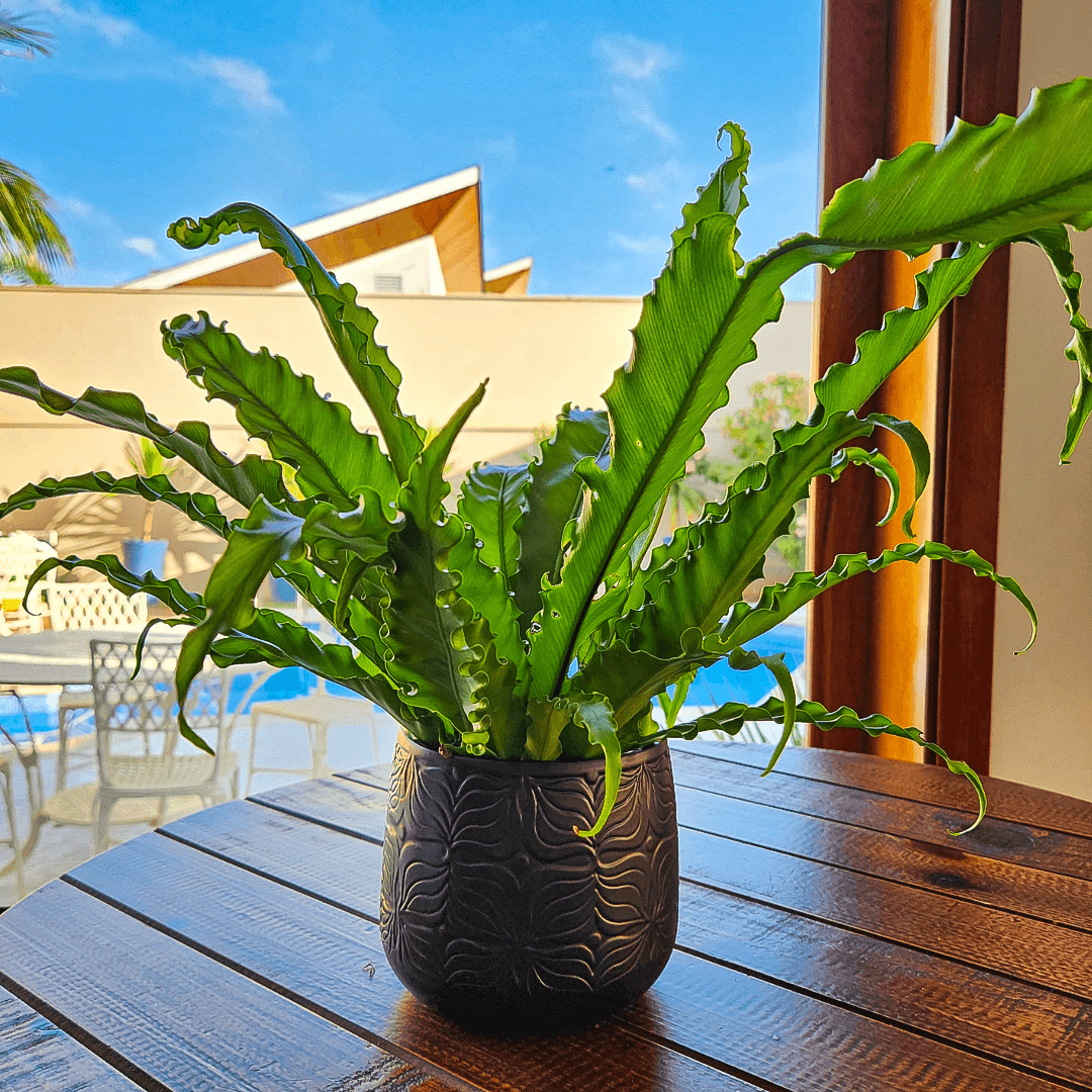 Vaso Cachepot de Porcelana - Importado da Holanda