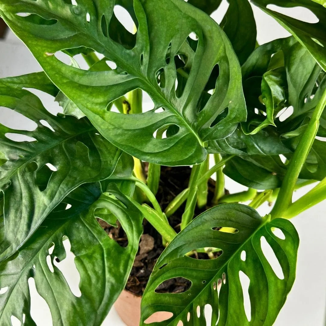 Muda Monstera Adansonii