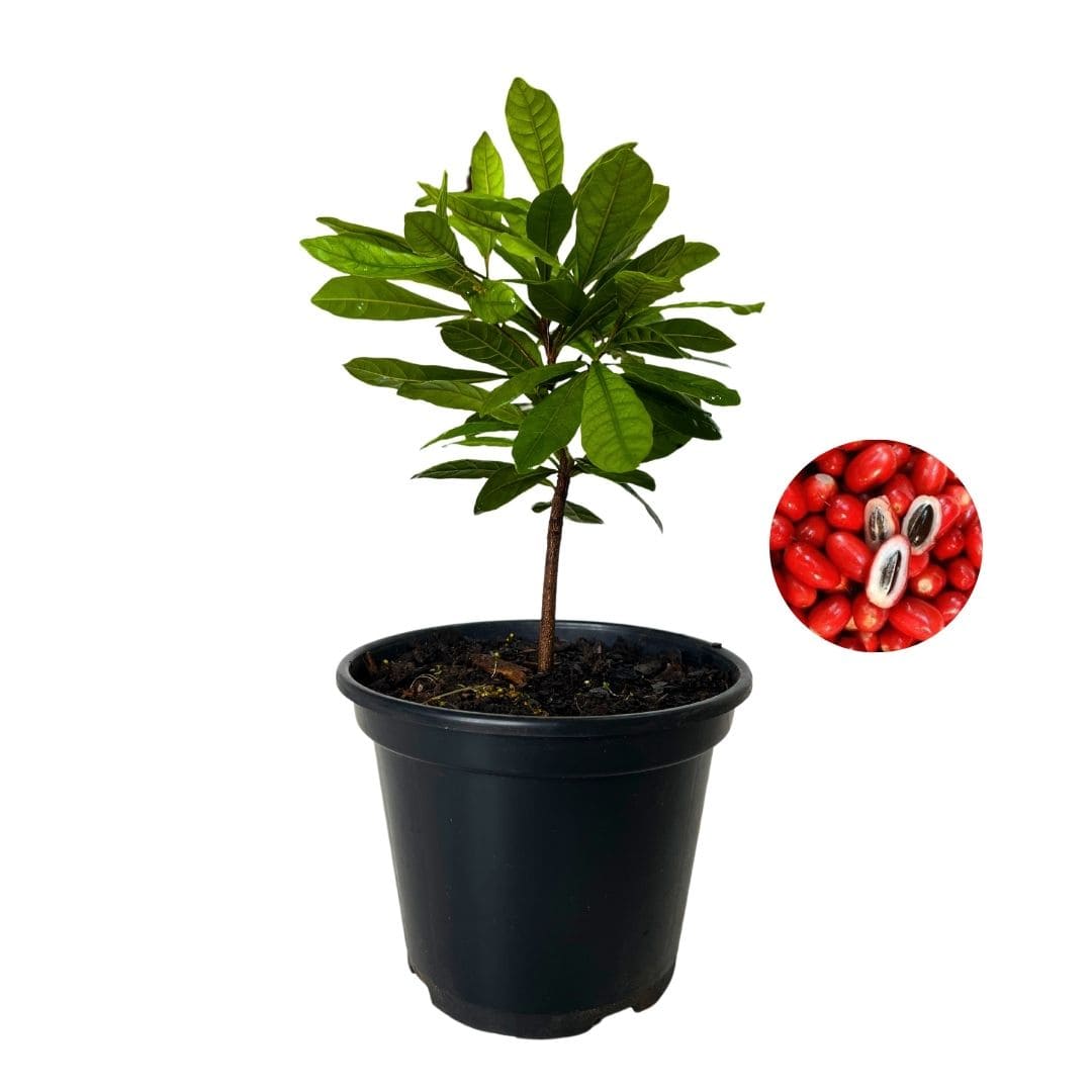 Kit Mudas Fruta do Milagre (Synsepalum dulcificum)