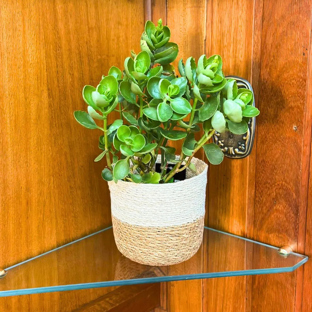 Kit 3 Cachepots Cesto Palha para Decoração