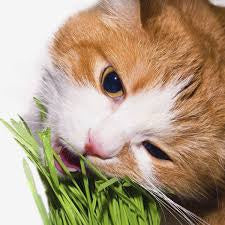 Sementes de Grama dos Gatos 1000 sementes