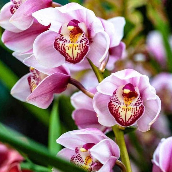 Forth Adubo Orgânico para Floração de Orquídeas 500ml