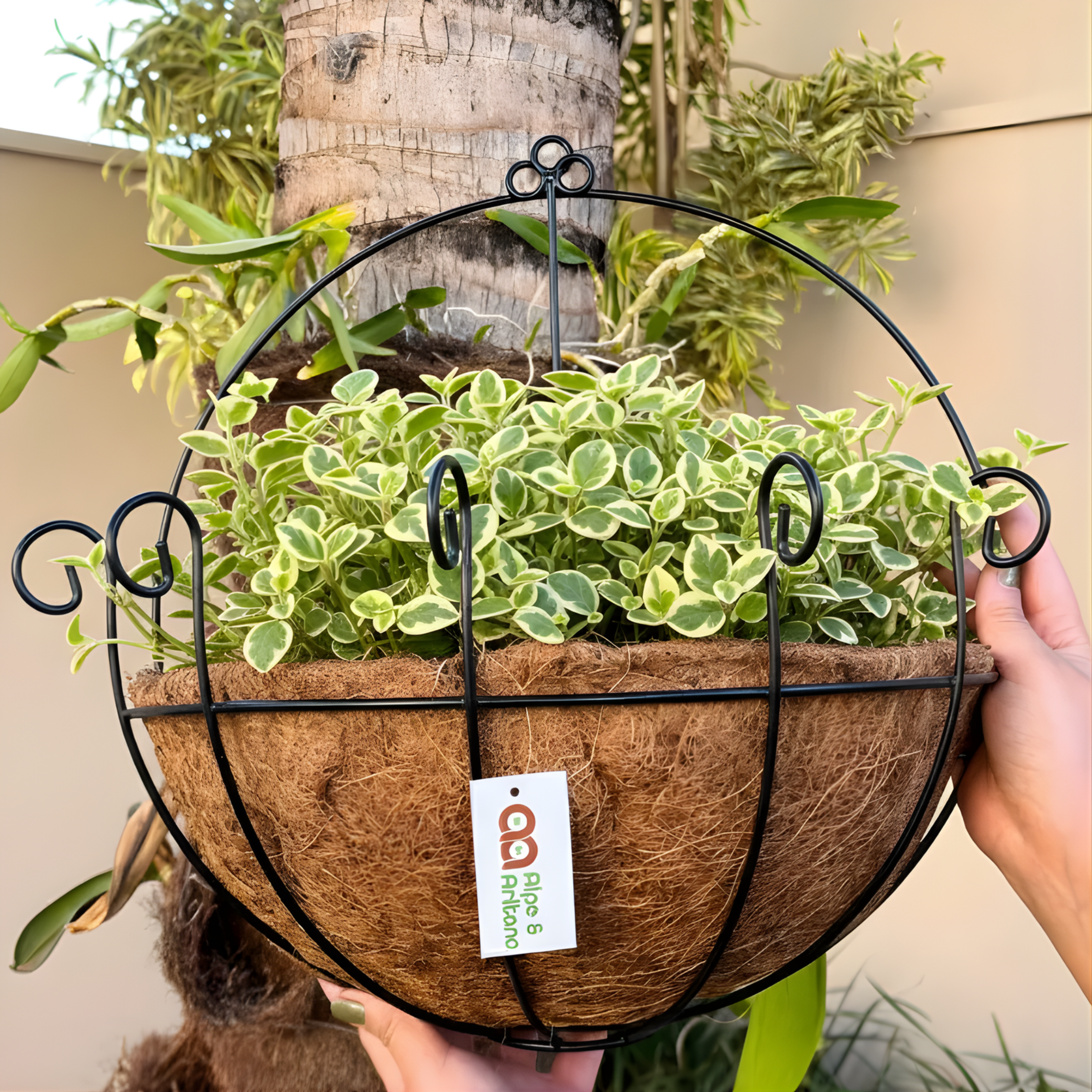 Vaso de Parede em Fibra de Coco - Meio Vaso