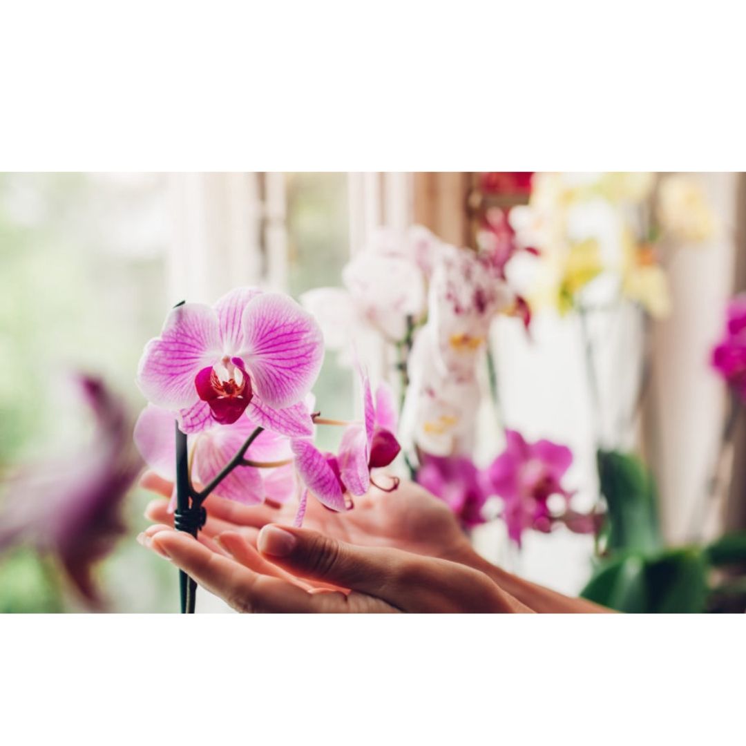 Substrato para Orquídeas Pinus, Carvão e Chips Coco 1kg