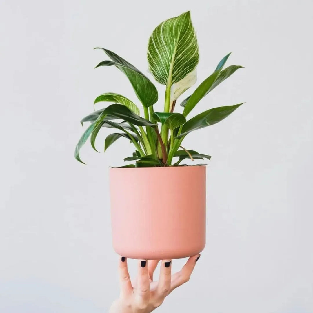 Muda de Philodendron Birkin