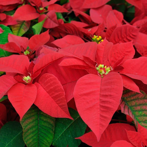 Bico De Papagaio (Euphorbia pulcherrima)