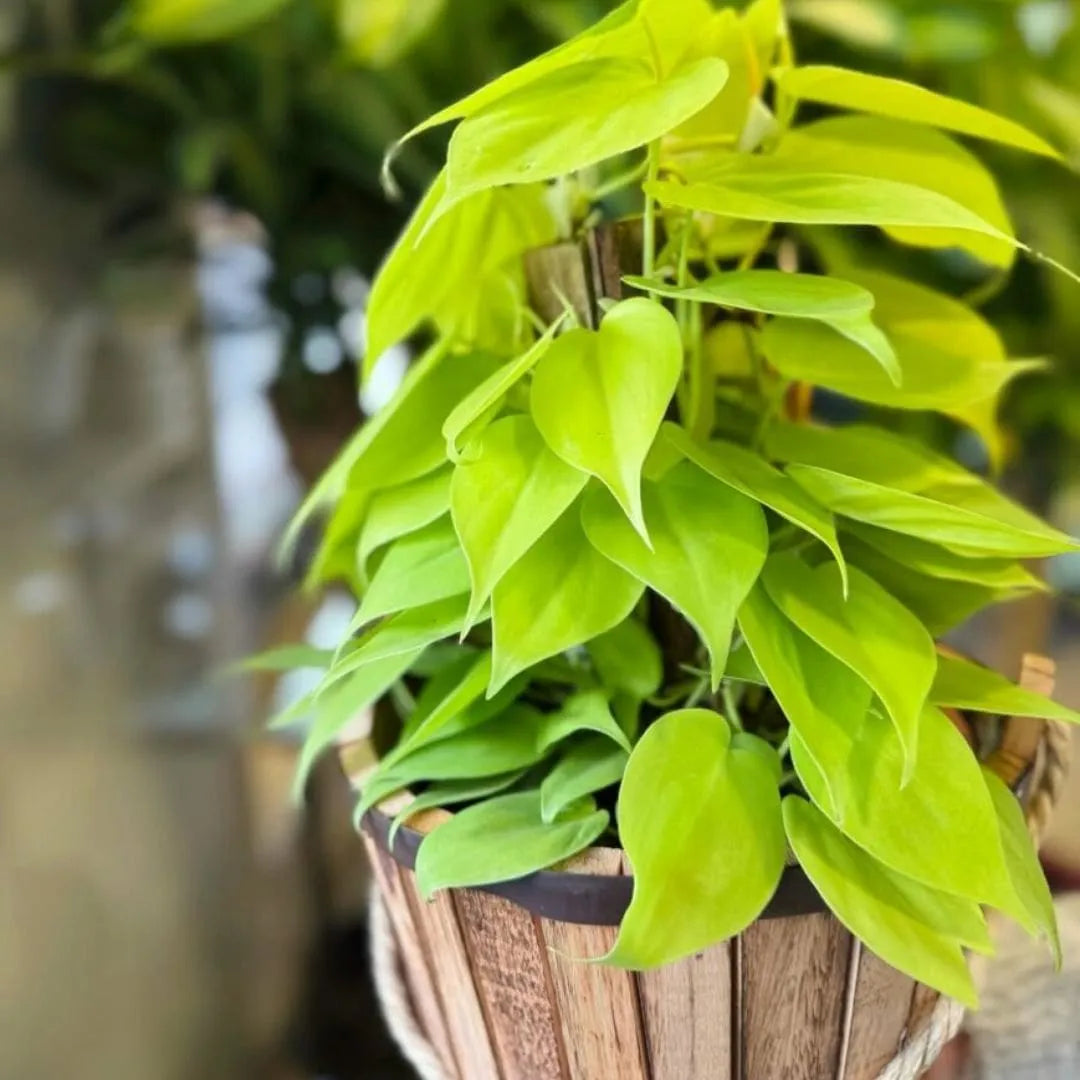 Muda Jiboia Amarela (Epipremnum aureum ‘Golden’)
