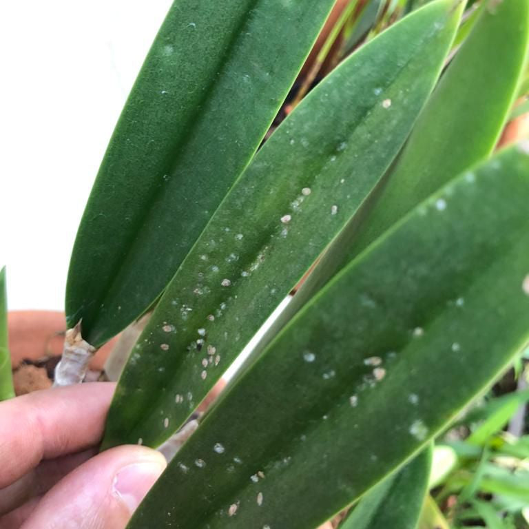 Inseticida Mata Cochonilha Forth 500ml