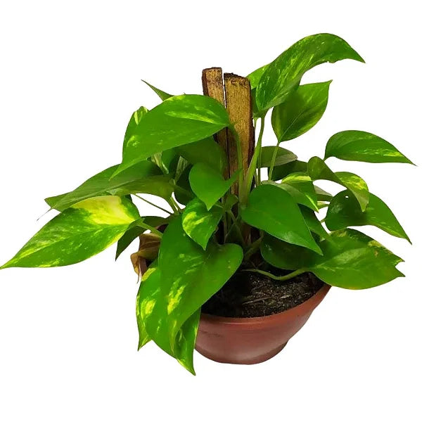 Cuia + Muda Jibóia (Epipremnum pinnatum)