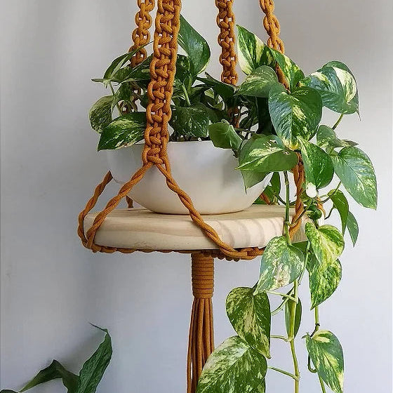 Cuia + Muda Jibóia (Epipremnum pinnatum)