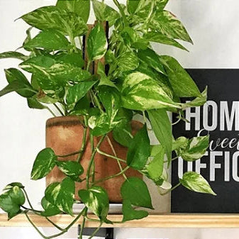 Cuia + Muda Jibóia (Epipremnum pinnatum)