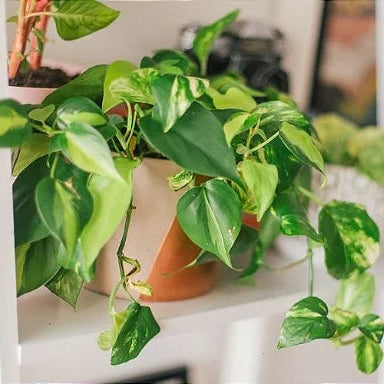 Cuia + Muda Jibóia (Epipremnum pinnatum)