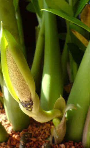 Muda Zamioculca Grande (Zamioculcas zamiifolia)