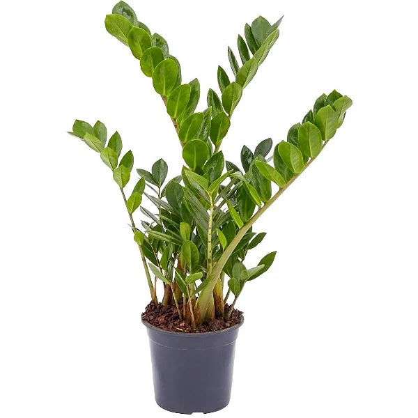 Muda Zamioculca Grande (Zamioculcas zamiifolia)