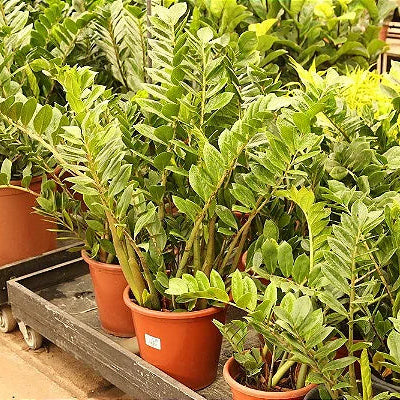 Muda Zamioculca Grande (Zamioculcas zamiifolia)