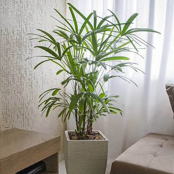 Muda Palmeira Ráfia (Rhapis excelsa)