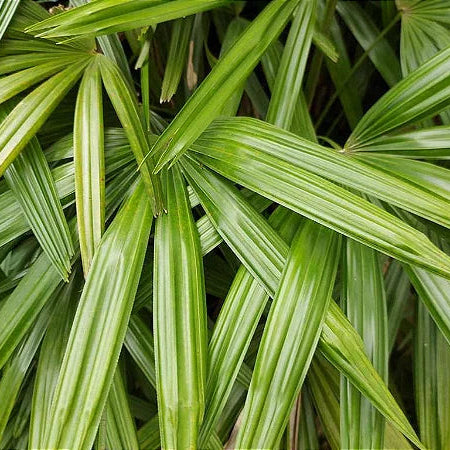 Muda Palmeira Ráfia (Rhapis excelsa)