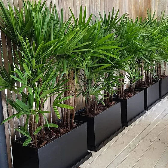 Muda Palmeira Ráfia (Rhapis excelsa)