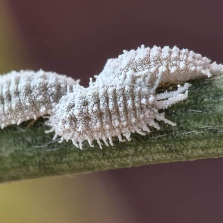 Inseticida Defende Concentrado Forth 30ml