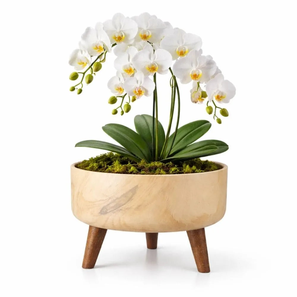 Vaso Bacia Linha Genebra com Tripé de Madeira