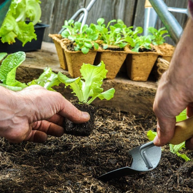 Kit de Adubos Torta de Mamona + Farinha de Ossos