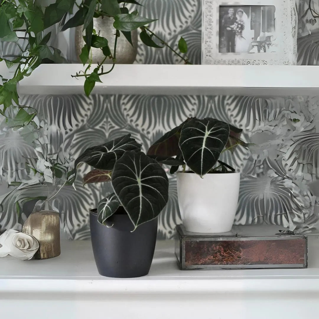 Muda Alocasia Black Velvet (Alocasia reginula)