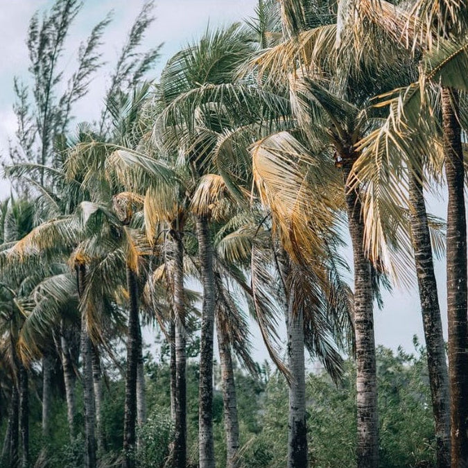 Forth Adubo para Palmeiras 400g